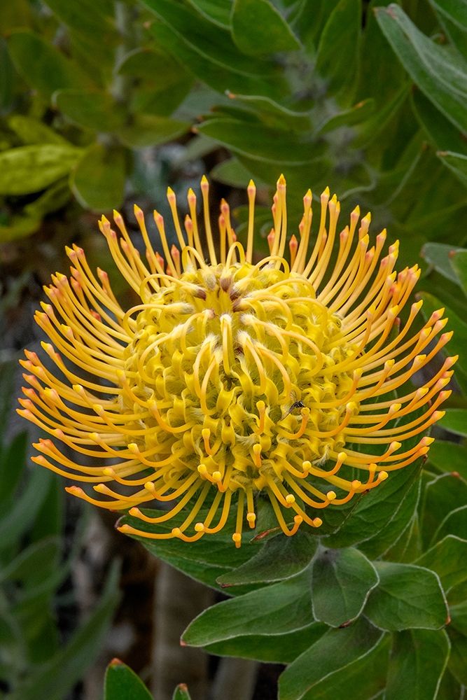 Pincushion flower